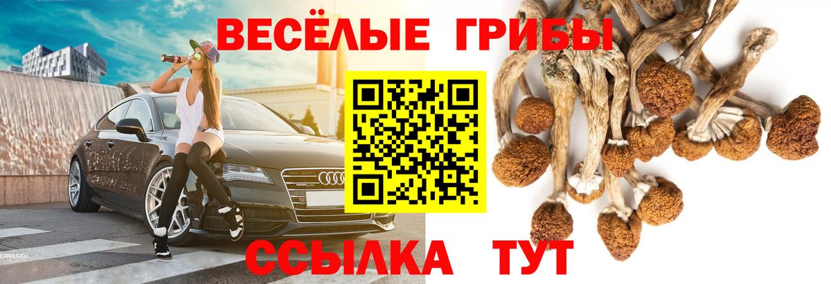 Галлюциногенные грибы прущие грибы  Вход с VPN  Псилоцибиновые грибы Psilocybe  цена наркотик  Жуковский 